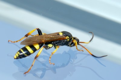 yellow and black wasp on white surface insect google meet background