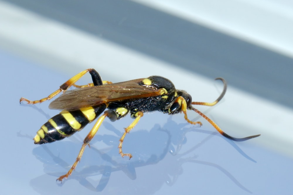 yellow and black wasp on white surface