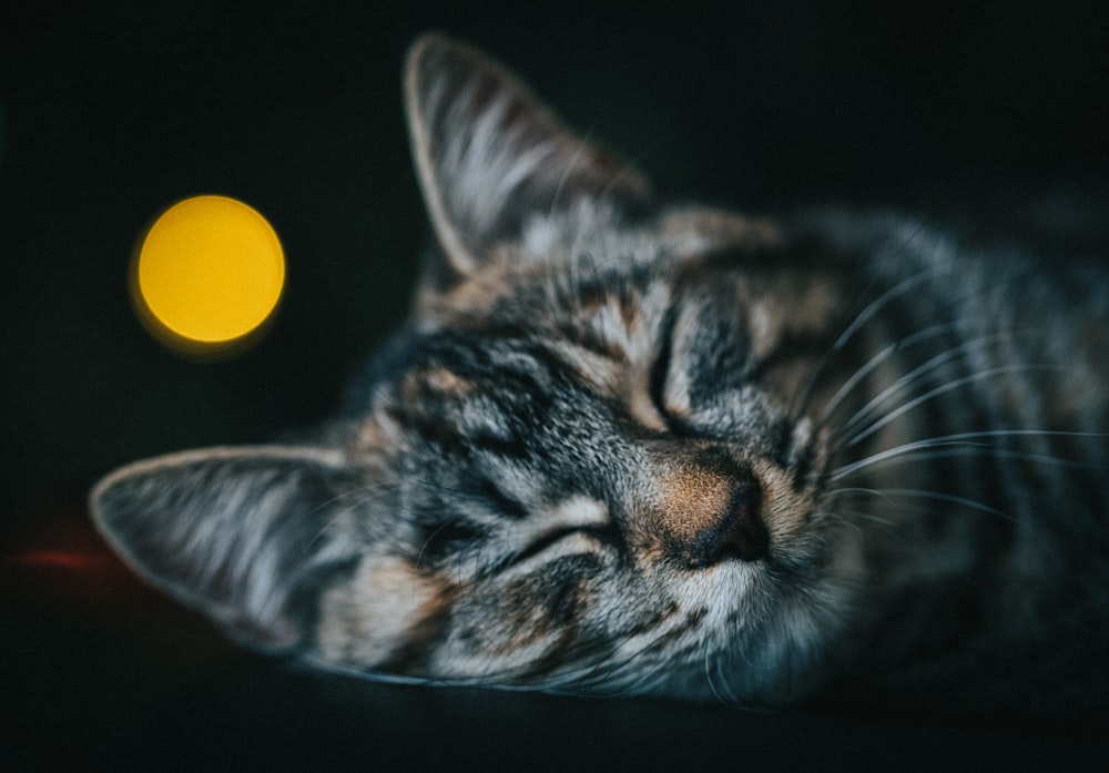 brown tabby cat with yellow round ball on head