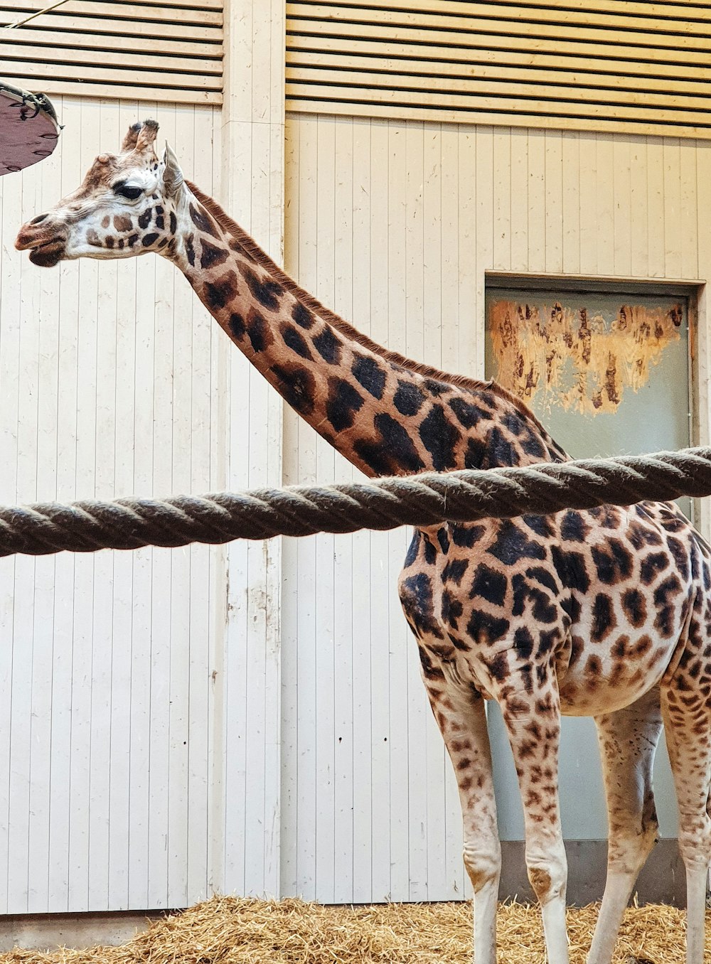 giraffe standing beside white wooden fence during daytime