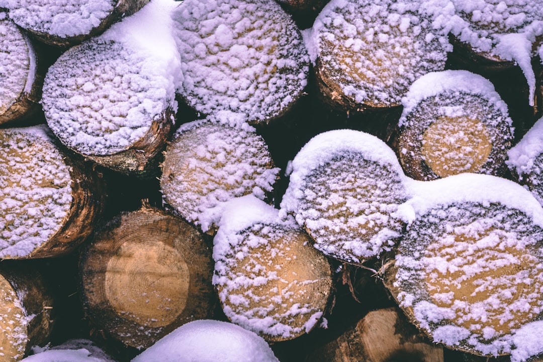 white and brown plant on brown wooden log