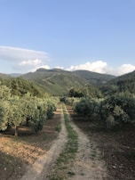 A dirt path runs through a lush olive grove, flanked by rows of olive trees on either side. The grove is nestled in a mountainous landscape, with the verdant hills rising prominently in the background. The sky is clear with a few scattered clouds, suggesting a peaceful and serene environment.