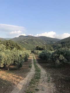A dirt path runs through a lush olive grove, flanked by rows of olive trees on either side. The grove is nestled in a mountainous landscape, with the verdant hills rising prominently in the background. The sky is clear with a few scattered clouds, suggesting a peaceful and serene environment.