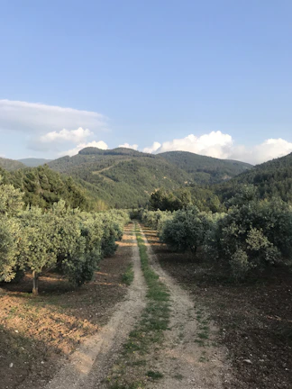 A dirt path runs through a lush olive grove, flanked by rows of olive trees on either side. The grove is nestled in a mountainous landscape, with the verdant hills rising prominently in the background. The sky is clear with a few scattered clouds, suggesting a peaceful and serene environment.