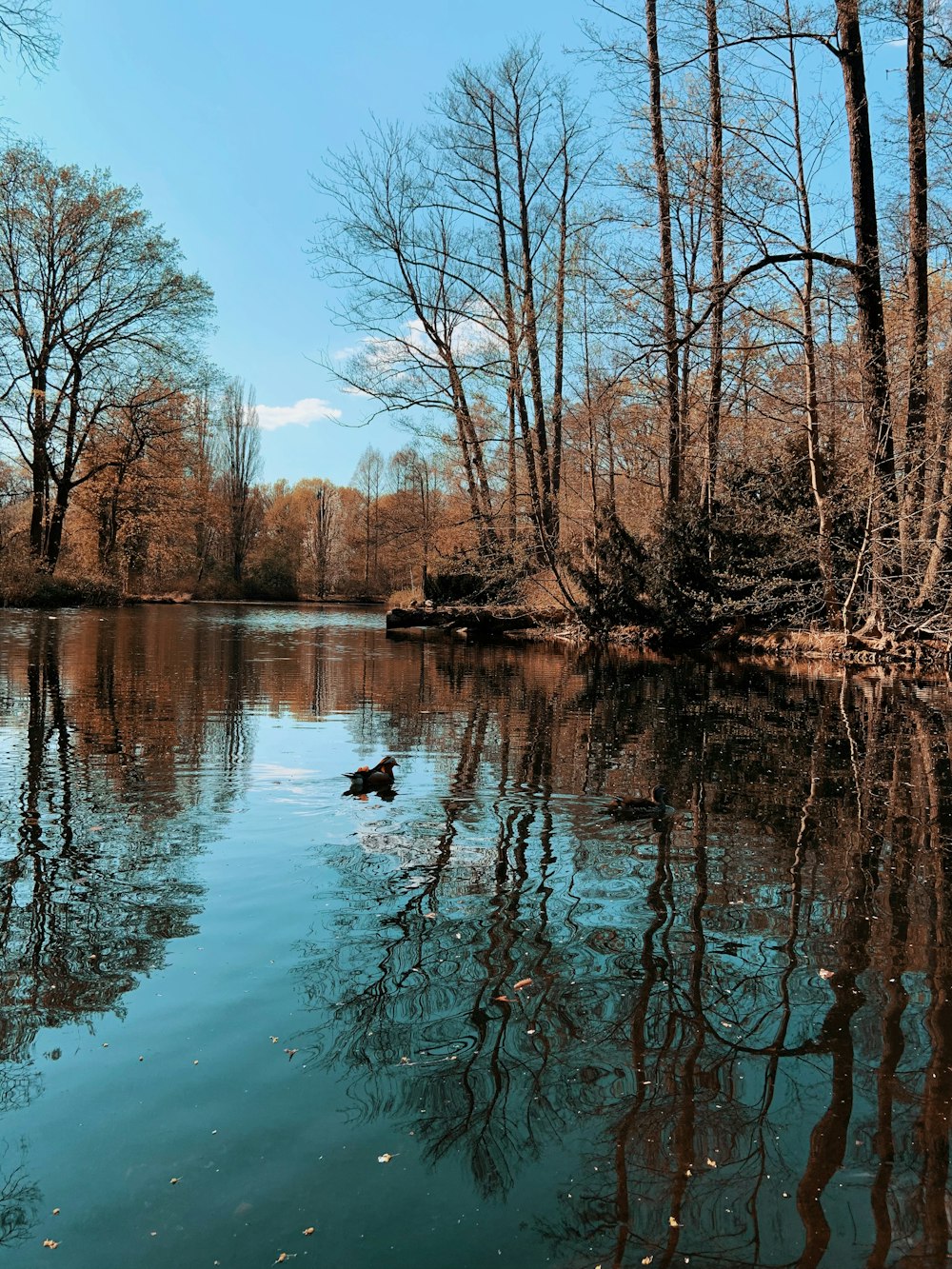 brown trees beside river under blue sky during daytime