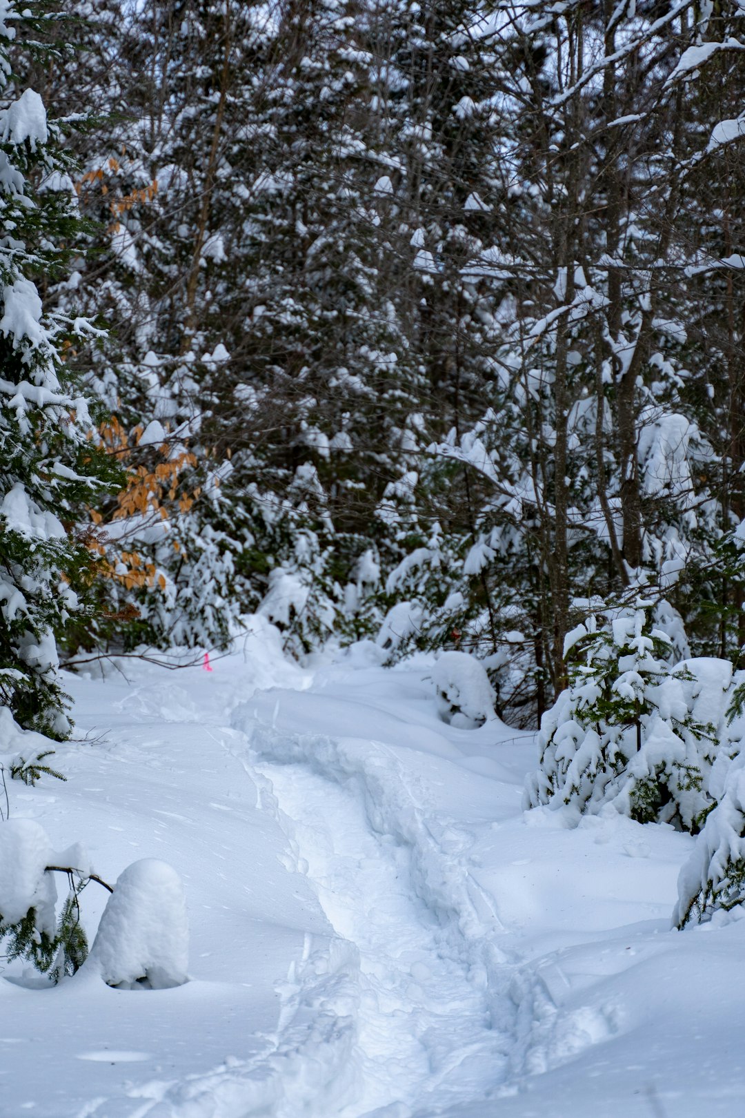 Forest photo spot Lac-Laurel Mont-Tremblant National Park