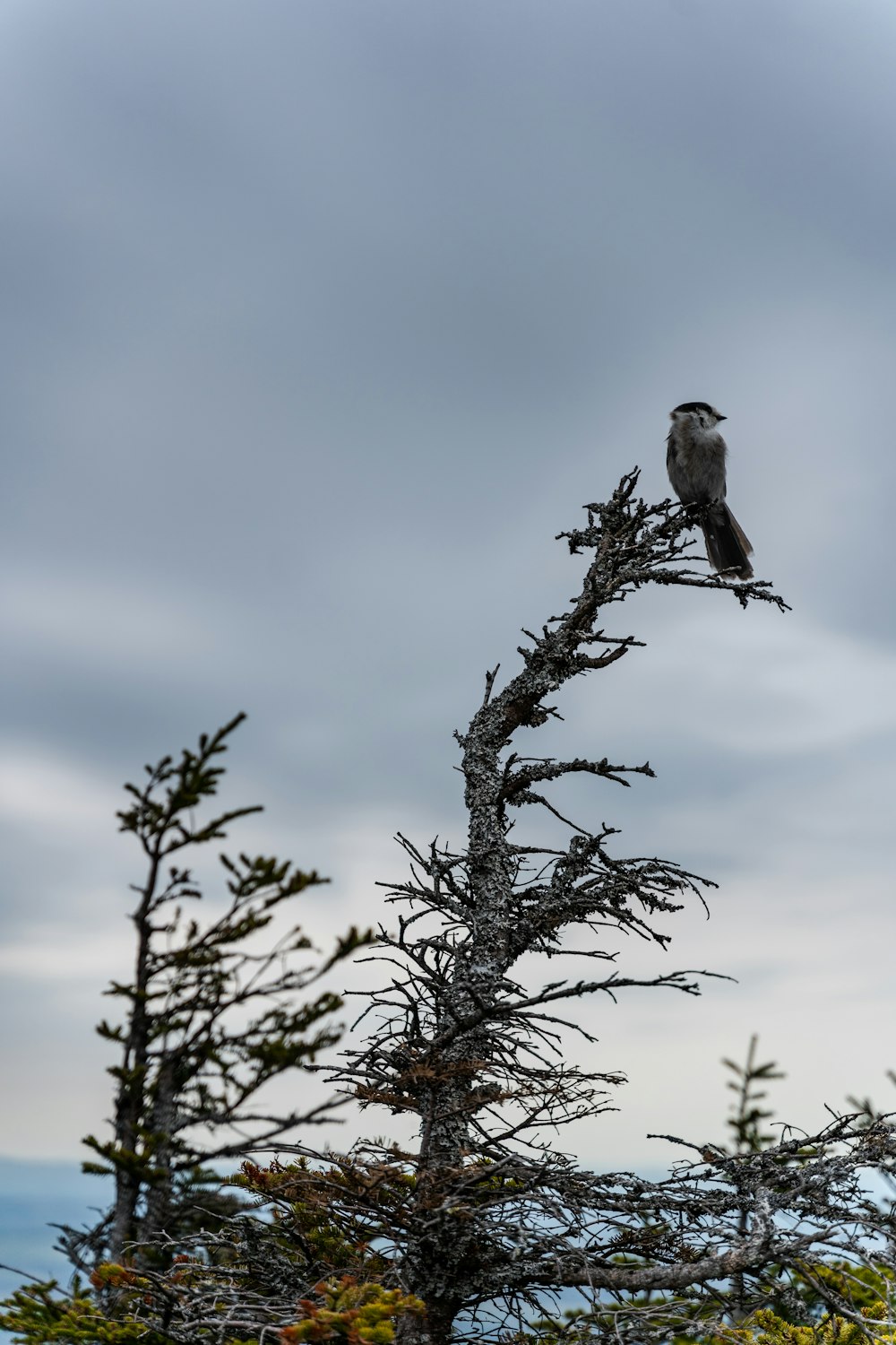 white bird perched on tree branch during daytime