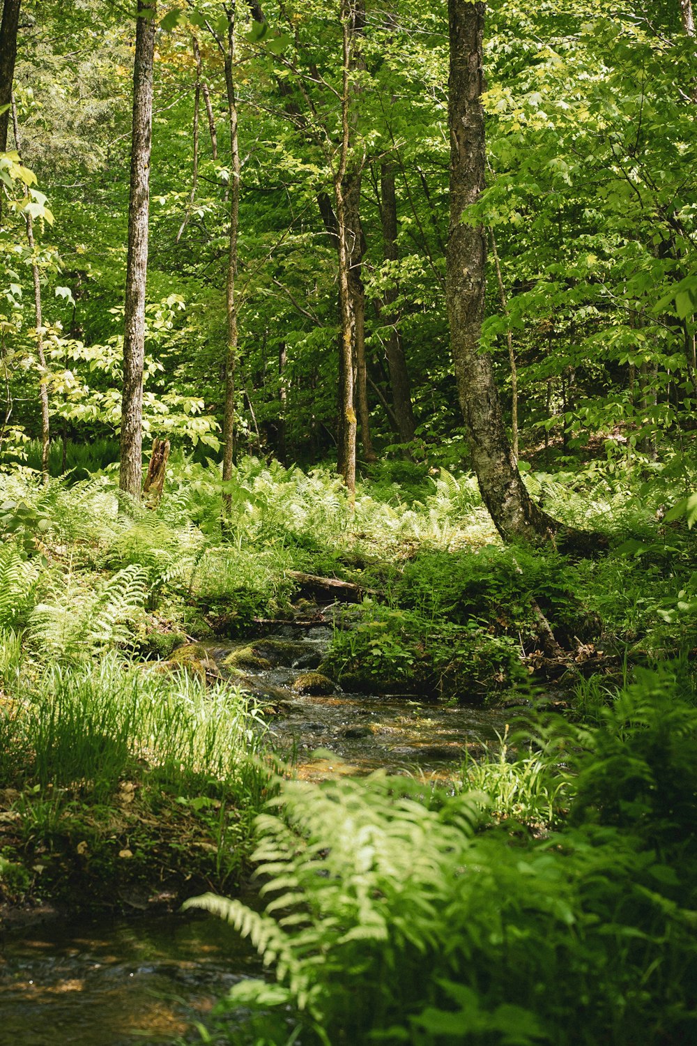 green grass and trees during daytime