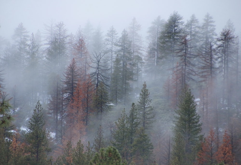 green pine trees covered with snow