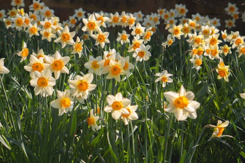 weiße und gelbe Blüten tagsüber