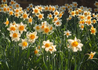 white and yellow flowers during daytime