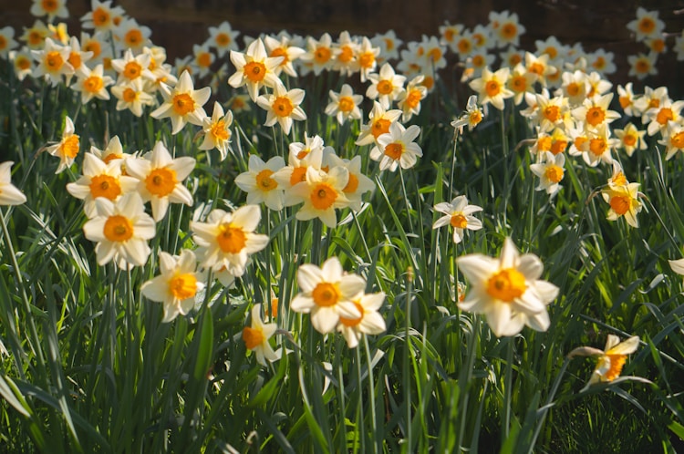 UK Gardens Experience 'Second Spring'