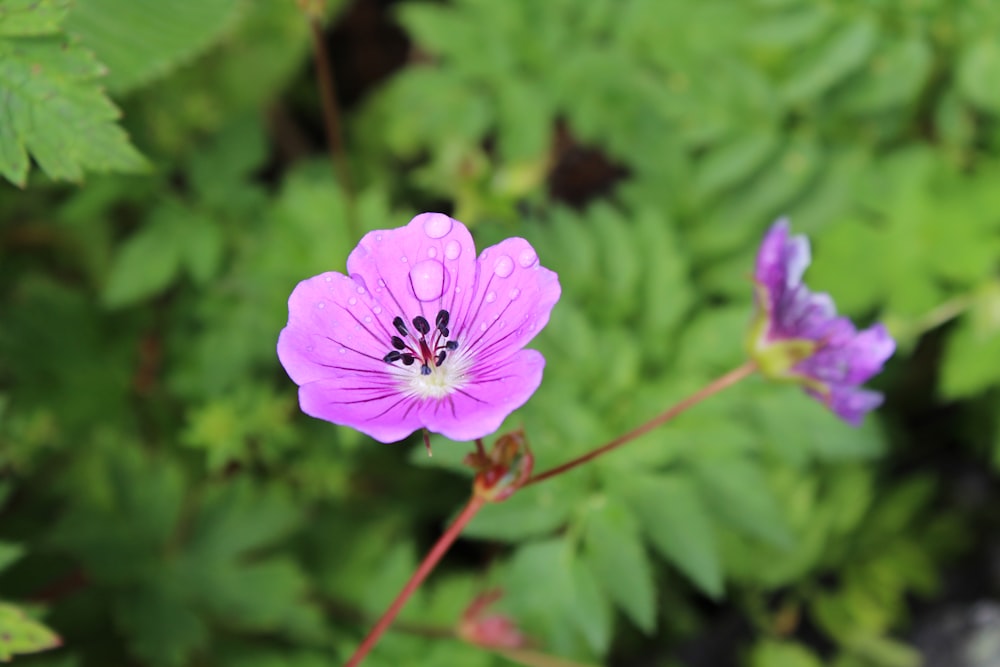 purple flower in tilt shift lens