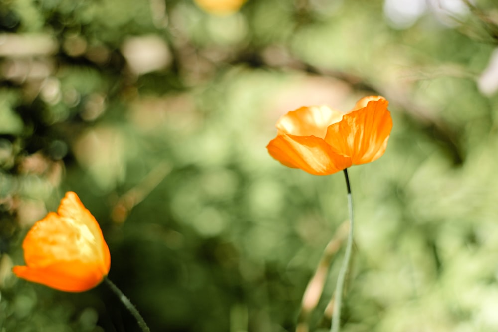 orange flower in tilt shift lens