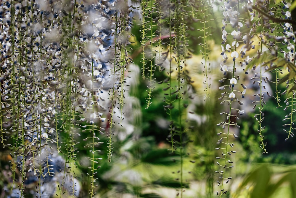 white and purple flowers in bloom during daytime