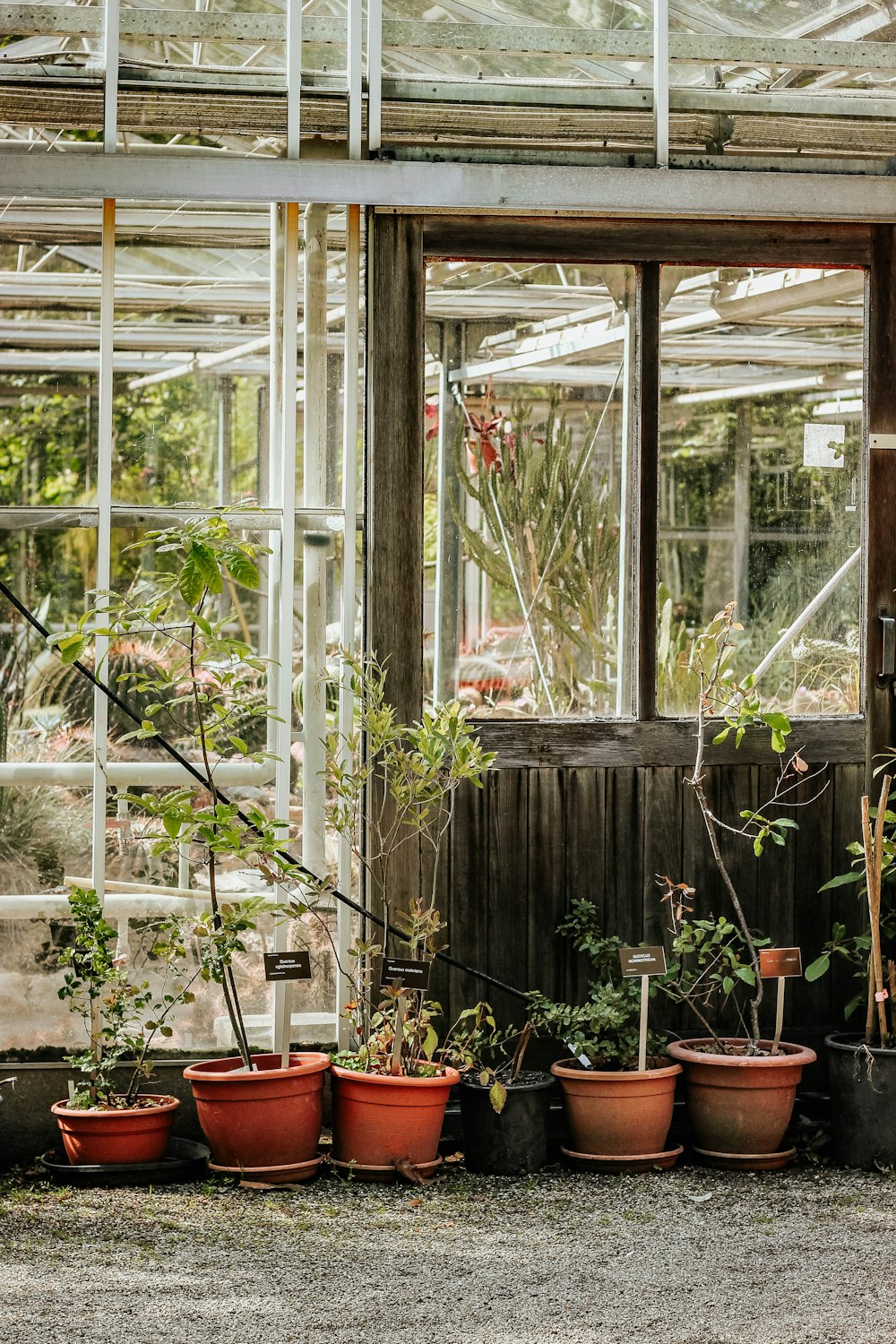 Plantas verdes en macetas de barro marrón