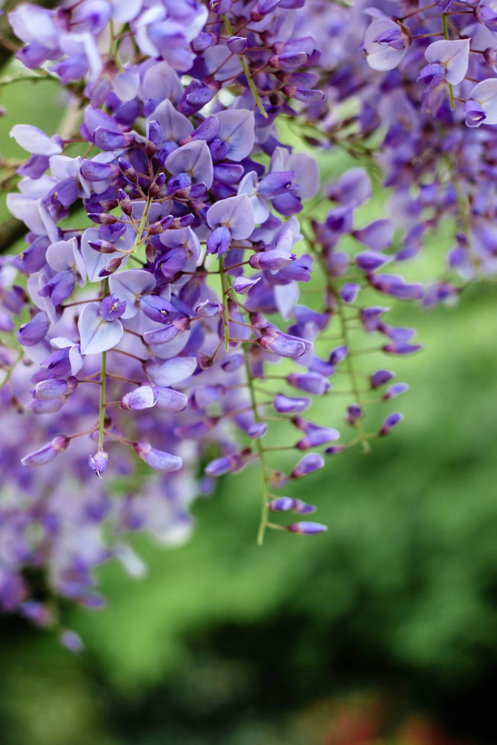 purple flowers in tilt shift lens