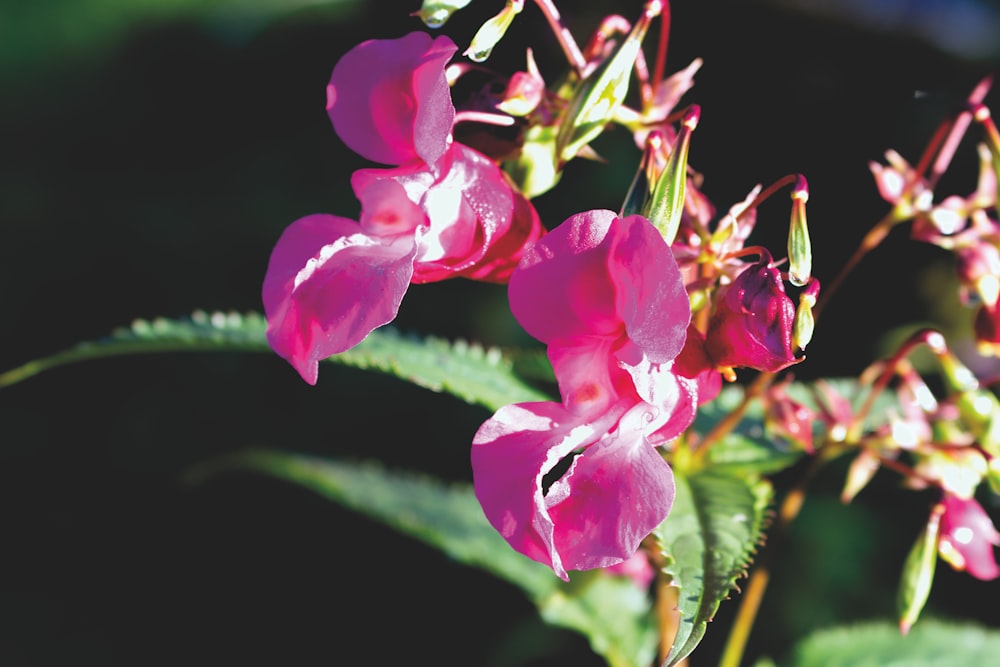 pink flower in tilt shift lens