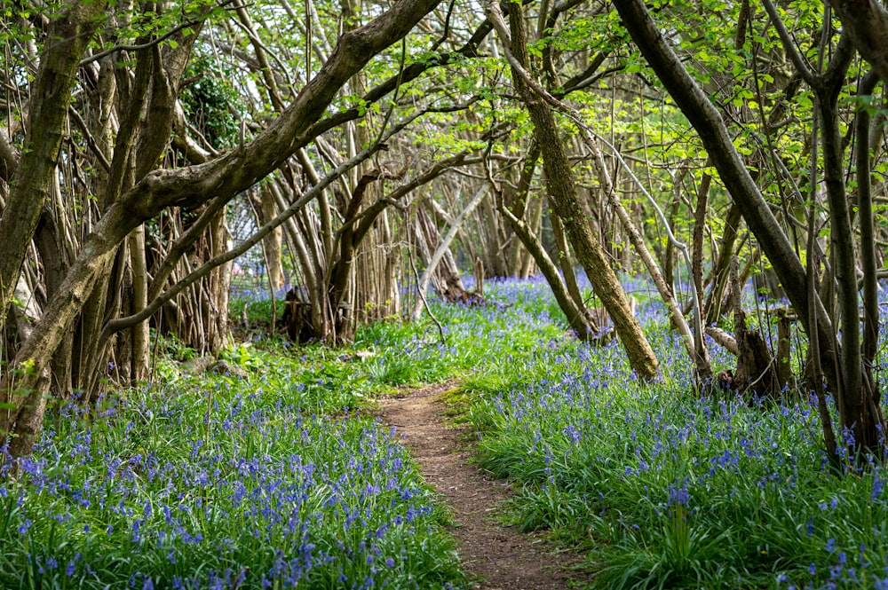 blue flower field under brown tree during daytime