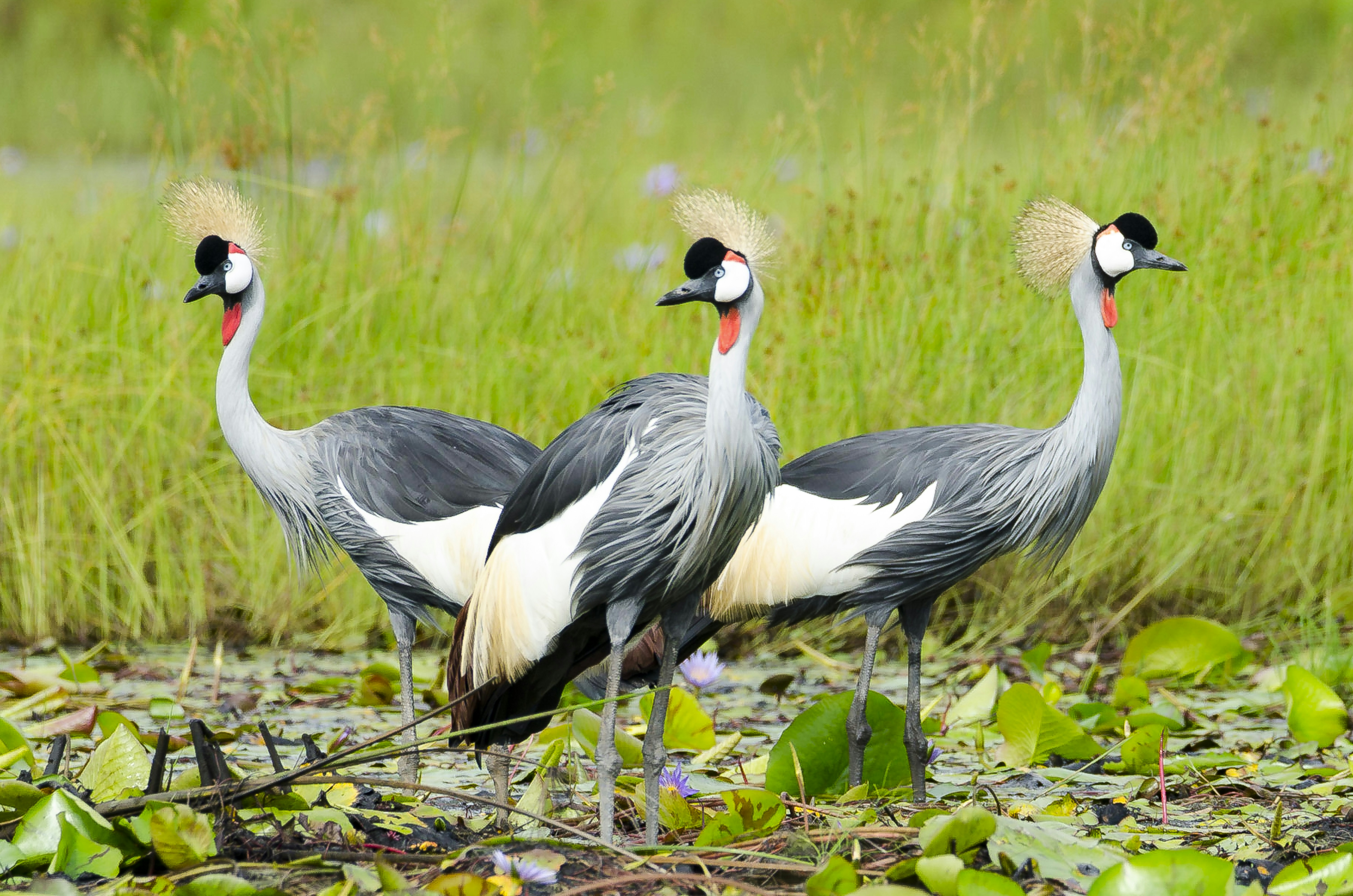 two black and white birds on green grass field during daytime