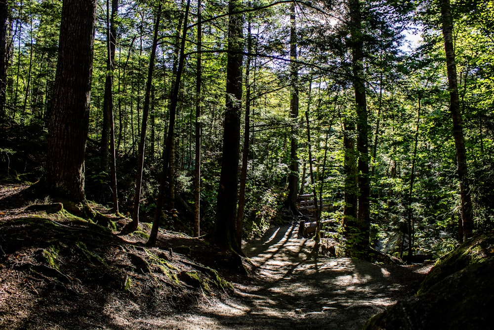 green trees on forest during daytime