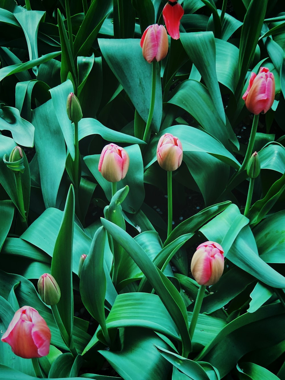 a group of pink and yellow tulips surrounded by green leaves