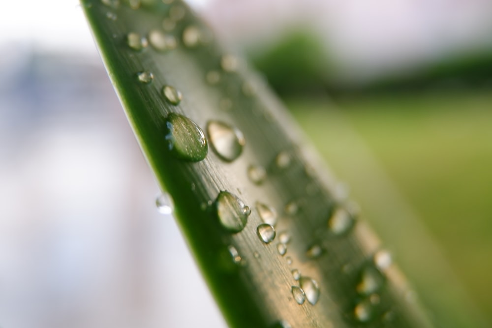 water droplets on green leaf