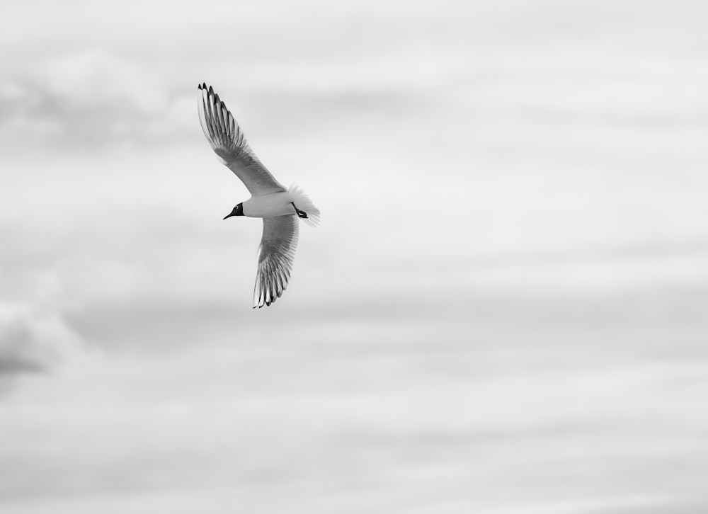 white bird flying in the sky