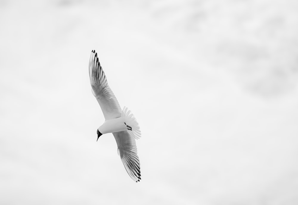 white bird flying in the sky