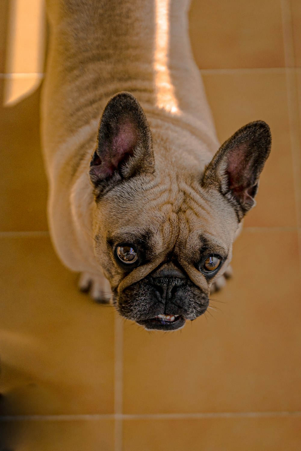 fawn pug lying on floor