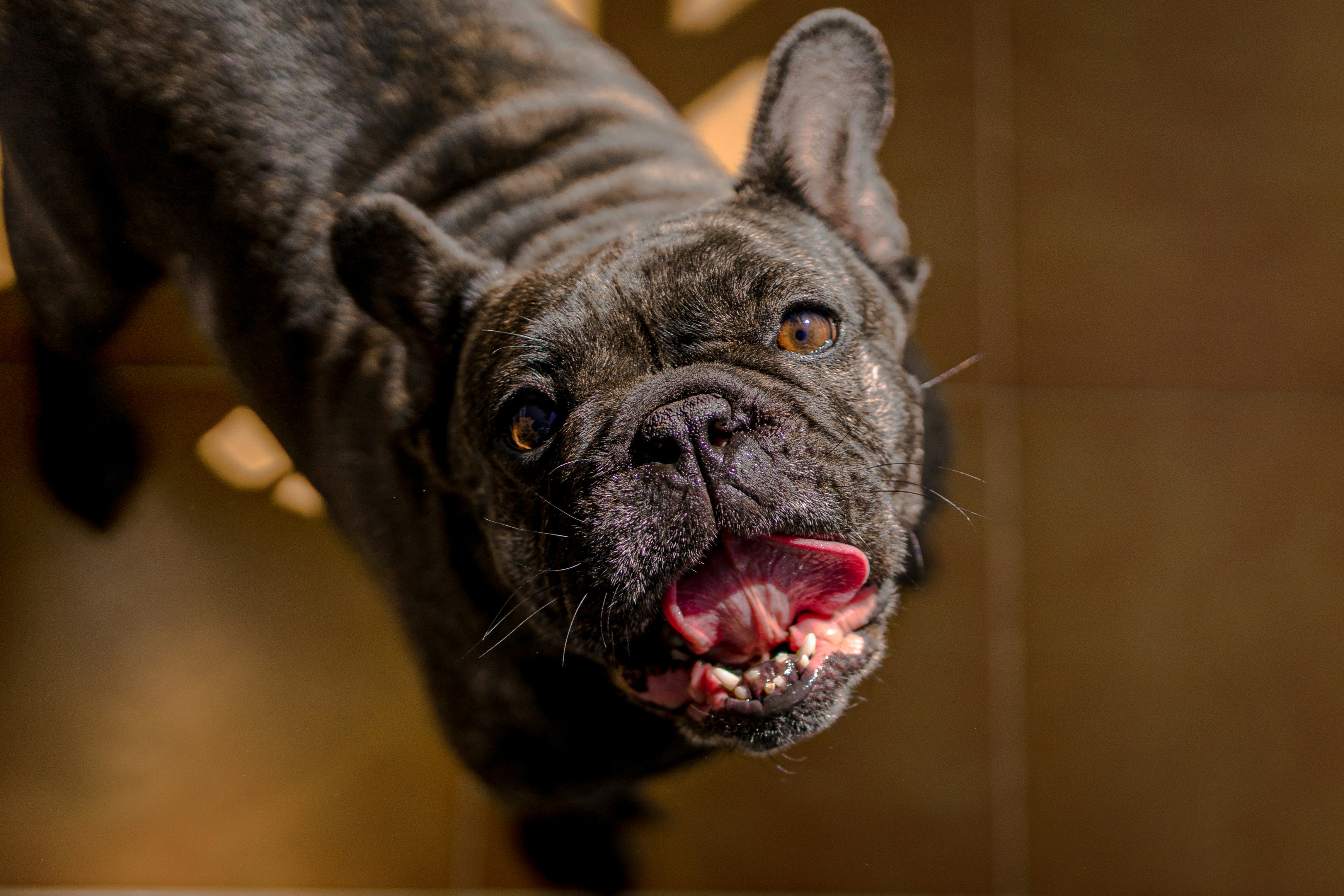 Do French Bulldogs Have Powerful Jaws?