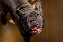 A French Bulldog with a dark brindle coat looks up with an open mouth, appearing as if it's panting or barking. The light casts shadows across its face, highlighting the texture of its fur and the structure of its ears.