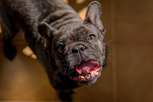 A French Bulldog with a dark brindle coat looks up with an open mouth, appearing as if it's panting or barking. The light casts shadows across its face, highlighting the texture of its fur and the structure of its ears.