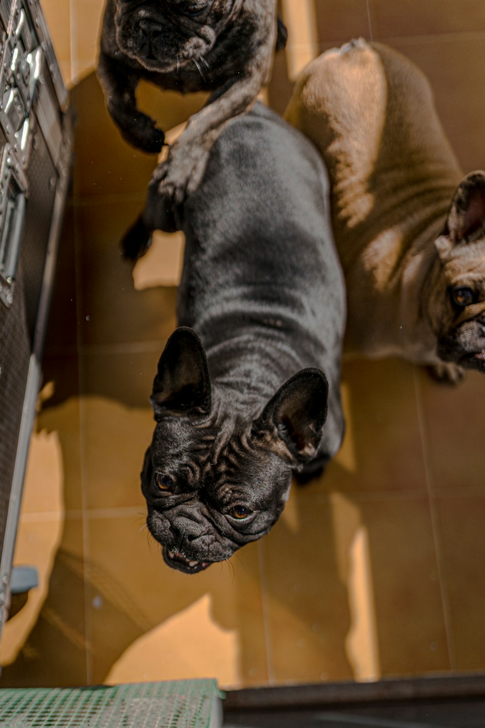 black pug on brown floor tiles