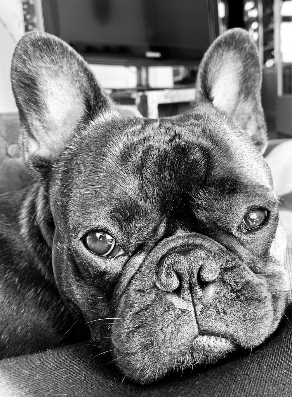 black french bulldog in grayscale photography
