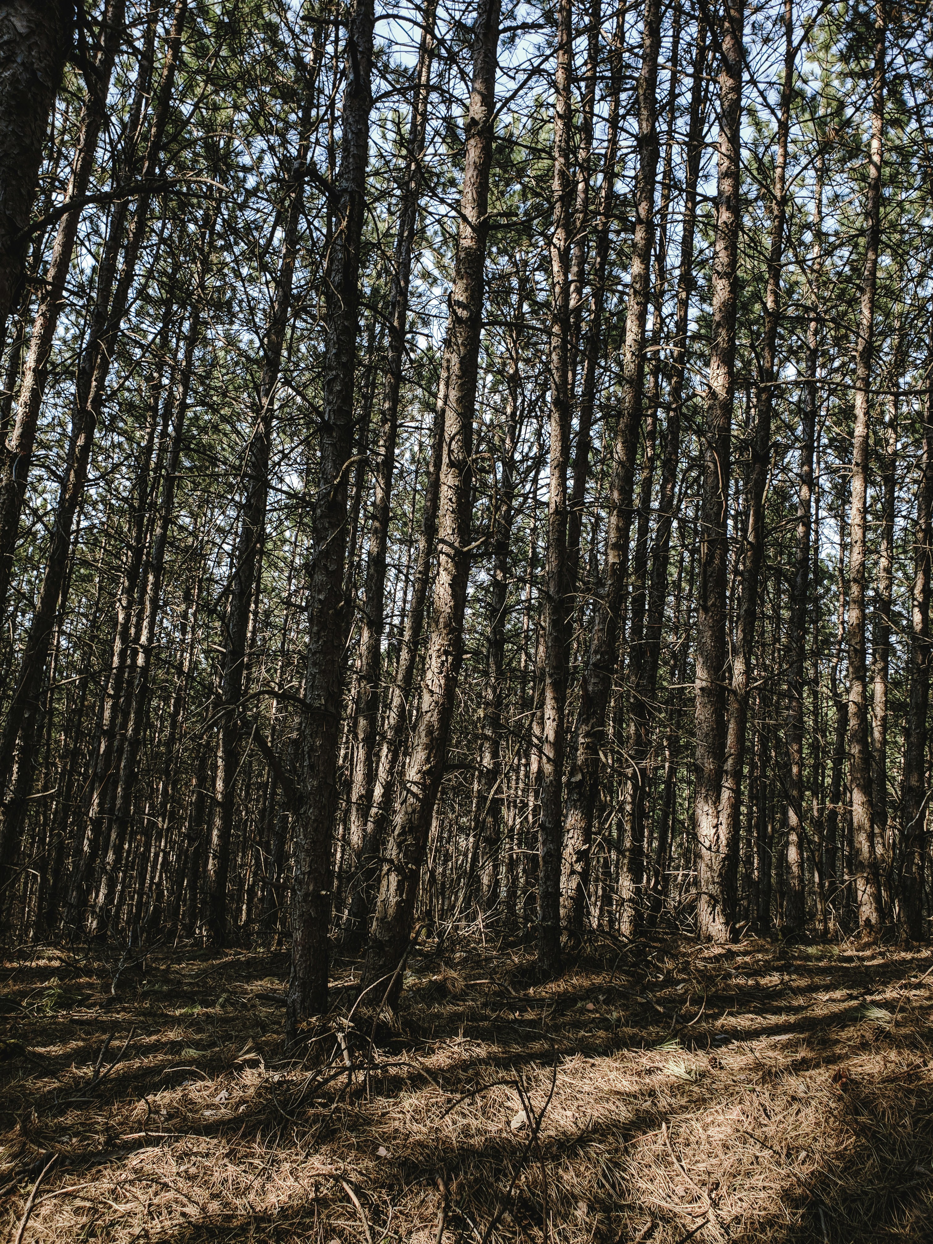 Photo by alberthyseni