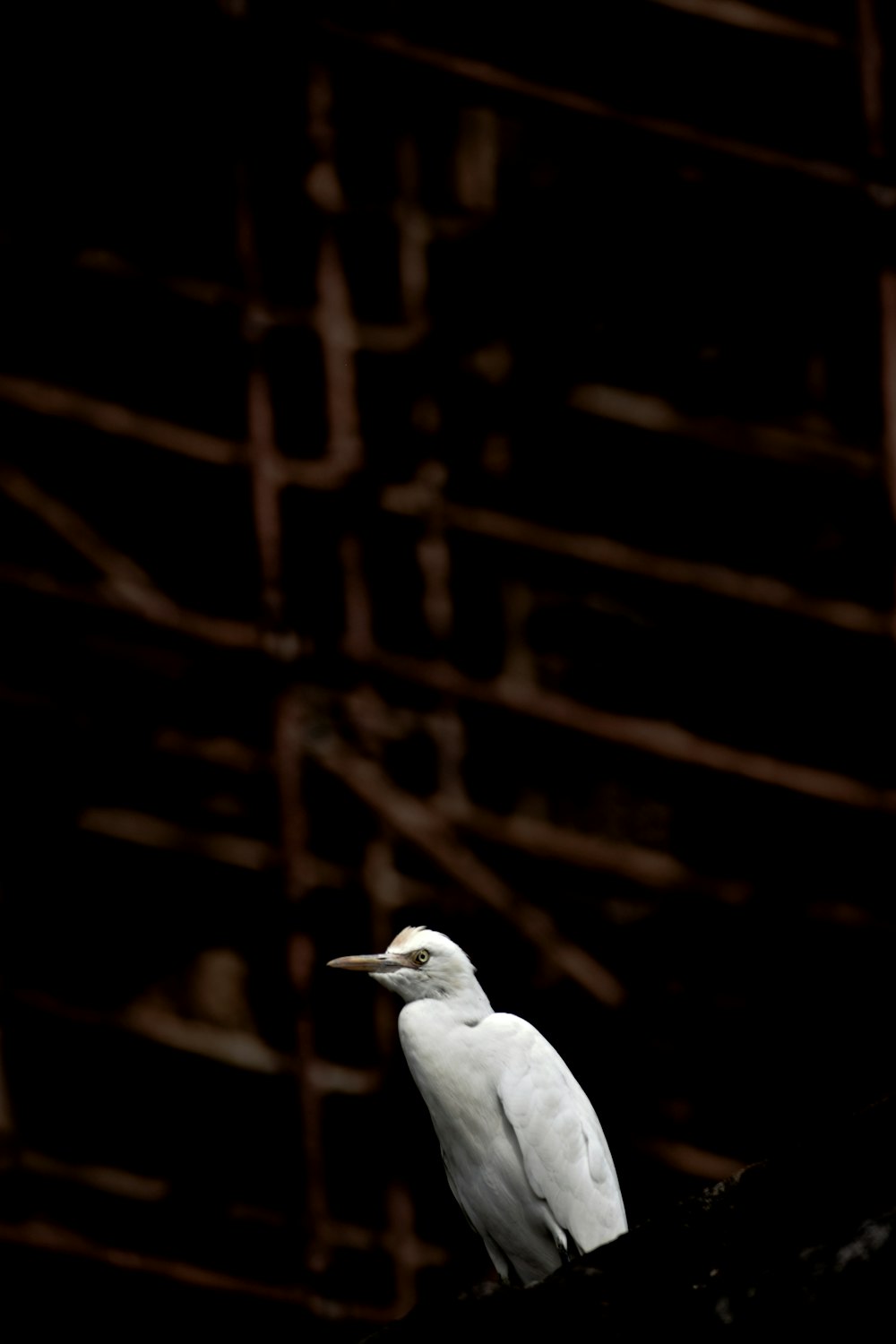 white bird on brown wooden table