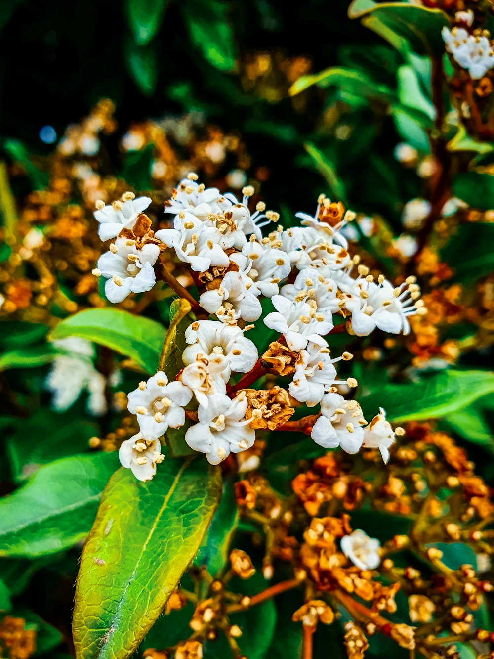 white flowers with green leaves