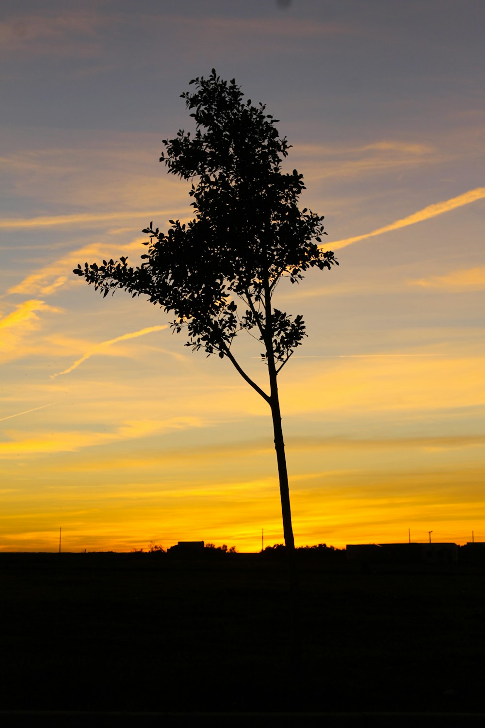 silhouette of tree during sunset