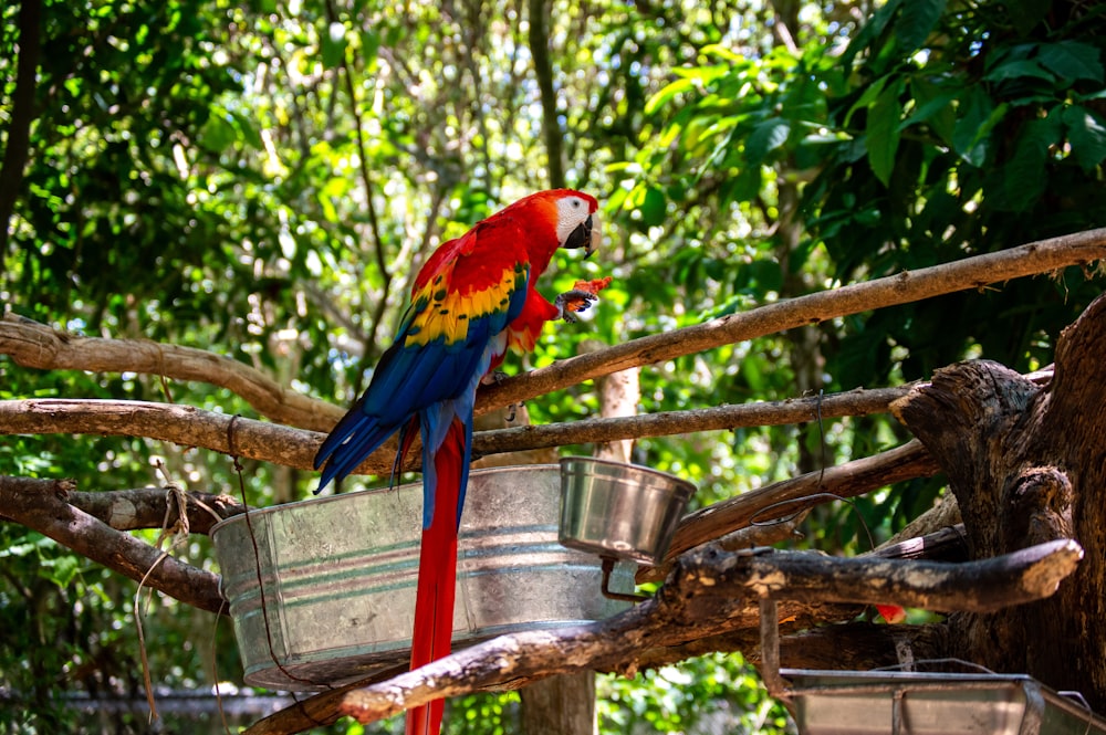 pappagallo rosso, giallo e blu su bastone di legno marrone