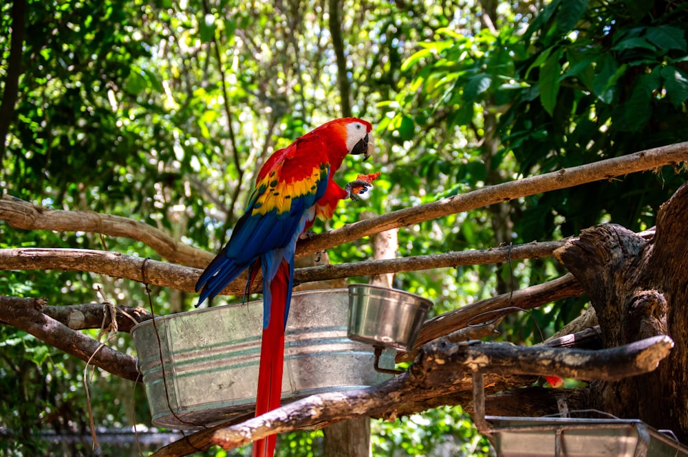 amarelo vermelho e papagaio azul no bastão de madeira marrom