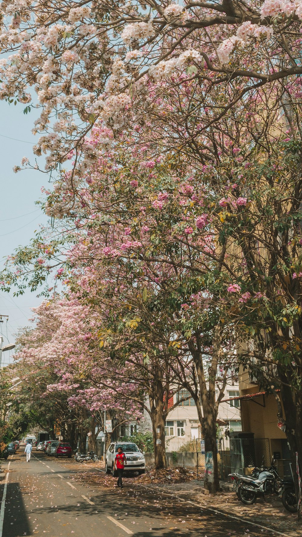 pink and white flower tree