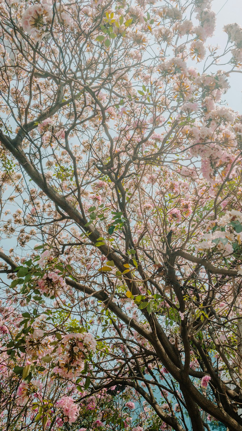 pink cherry blossom tree during daytime