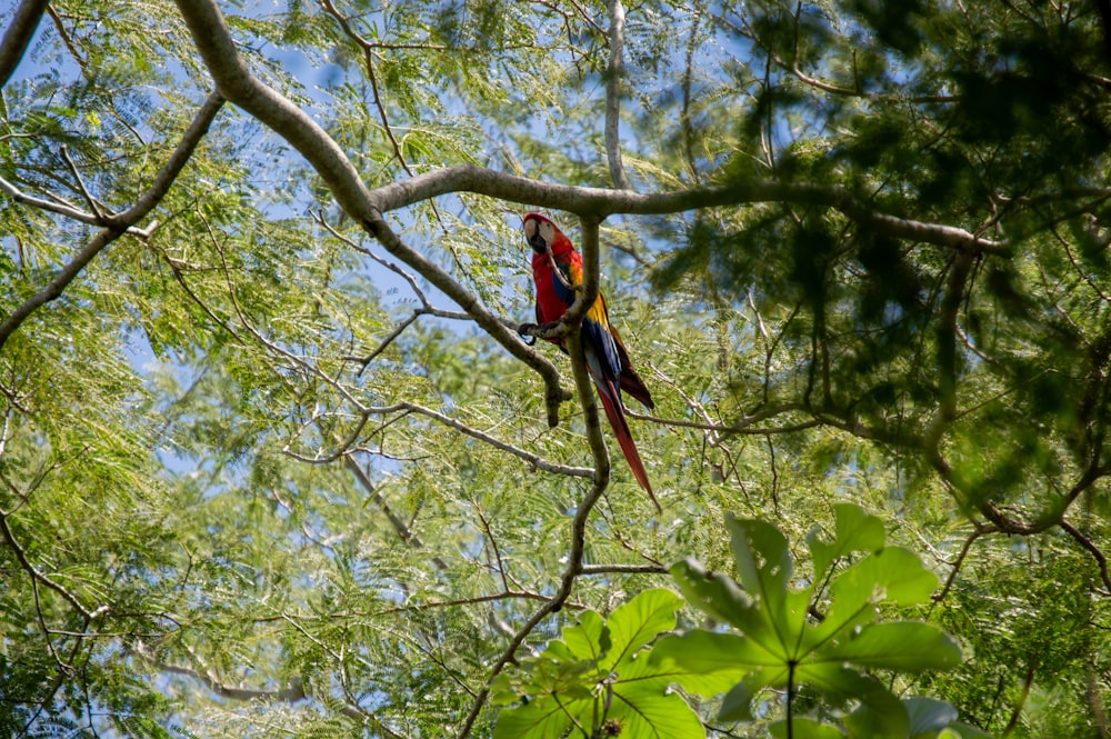 昼間の木の枝にとまる赤と緑のコンゴウインコ