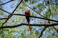 A colorful Indian parrot perched on a tree branch surrounded by fresh green leaves.