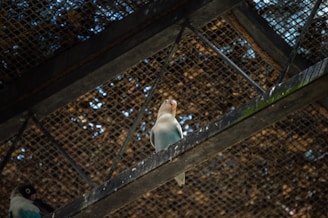 A bird perched on a metal beam inside a structure with a mesh ceiling. The bird has a light-colored body and a darker head, and it is looking upwards. Another bird is partially visible on the lower left side, resting in a similar setting.