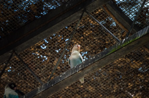 A bird perched on a metal beam inside a structure with a mesh ceiling. The bird has a light-colored body and a darker head, and it is looking upwards. Another bird is partially visible on the lower left side, resting in a similar setting.