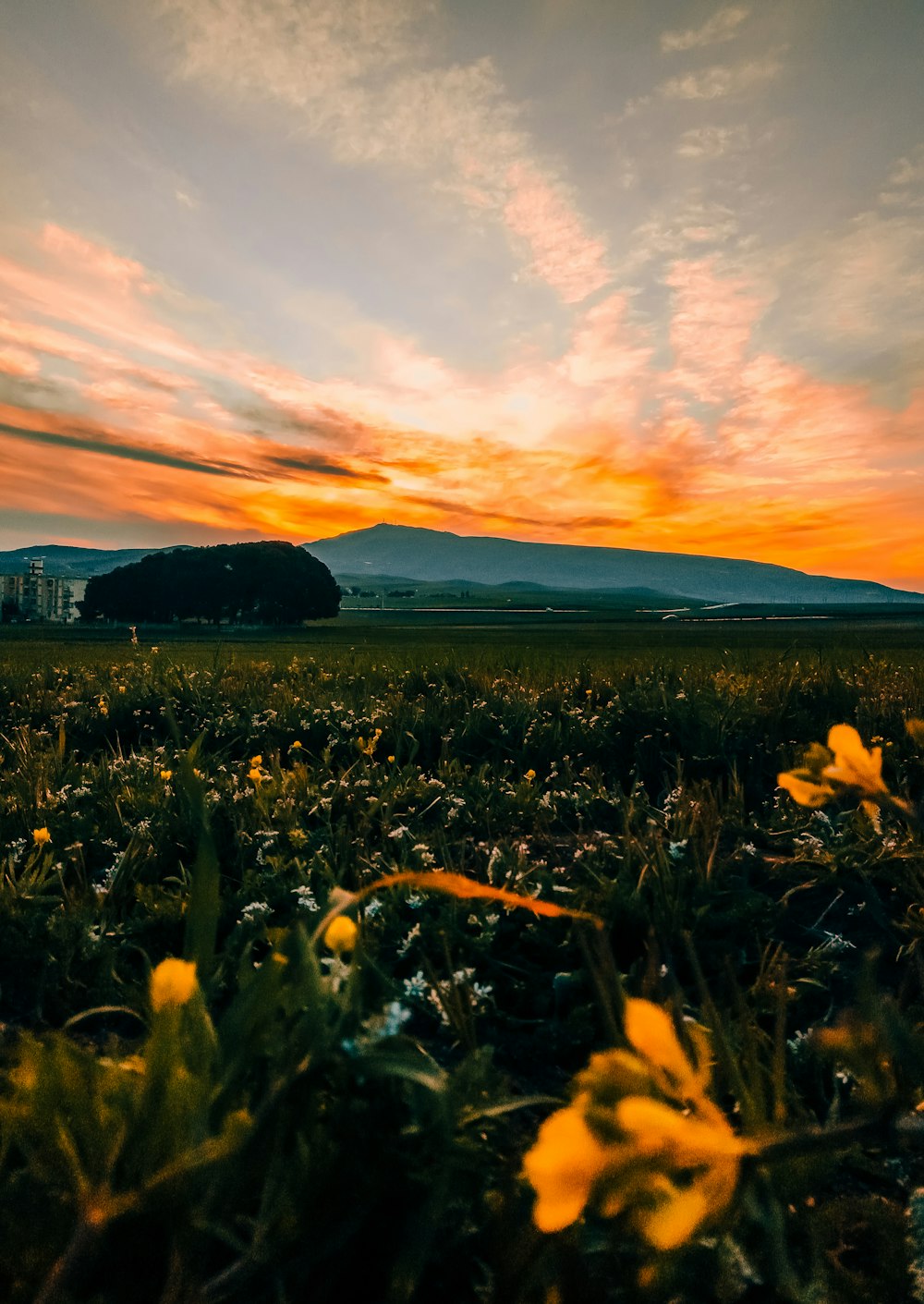 Gelbes Blumenfeld bei Sonnenuntergang