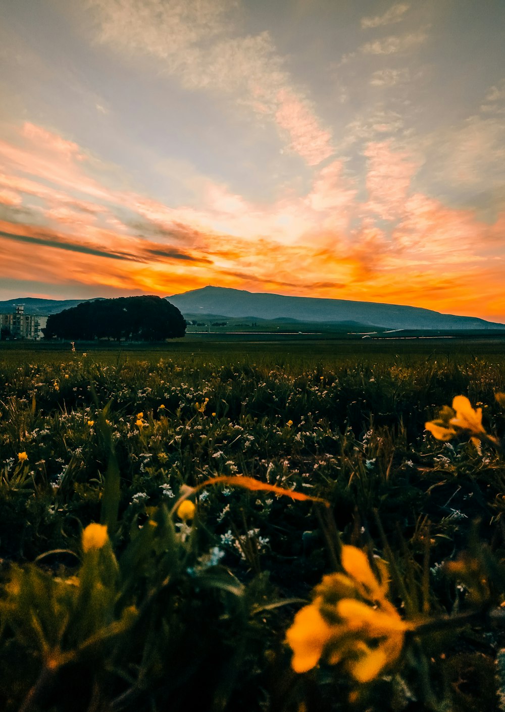 campo di fiori gialli durante il tramonto