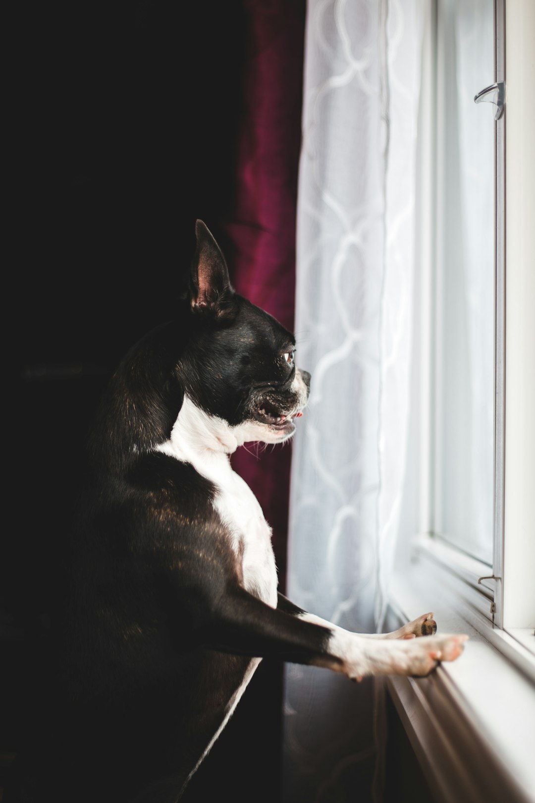 black and white boston terrier